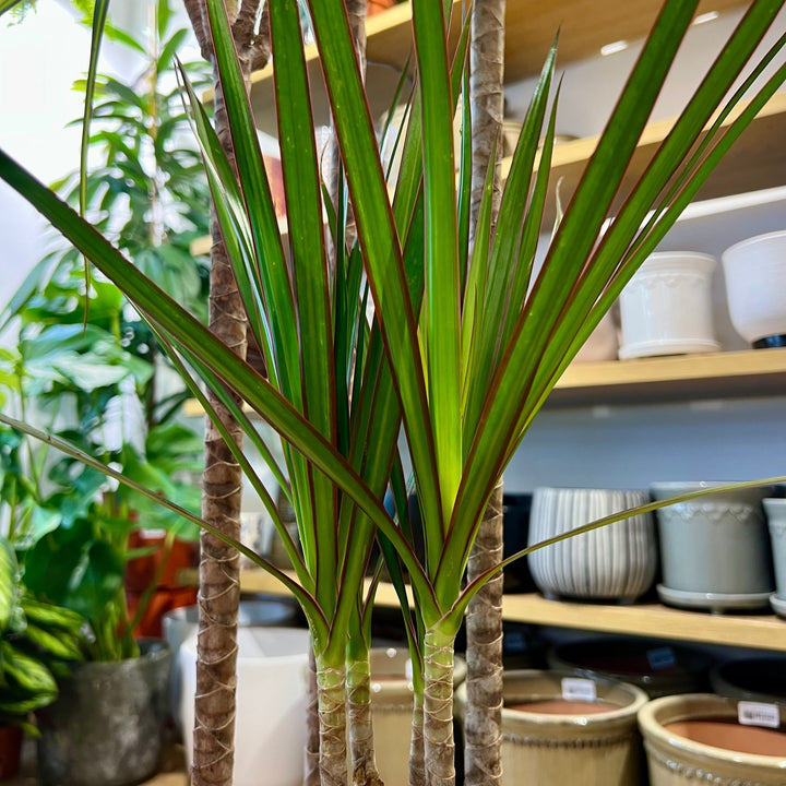 Dracaena Mixed Species Branched Specimen