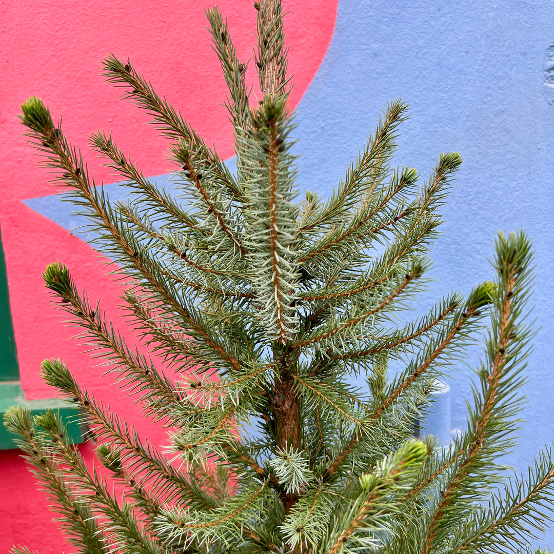 Picea omorika – Serbian Spruce