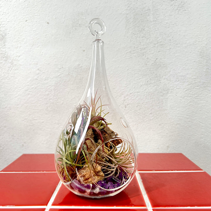 Plant.Studio Glass Bauble Airplant Terrarium - Teardrop