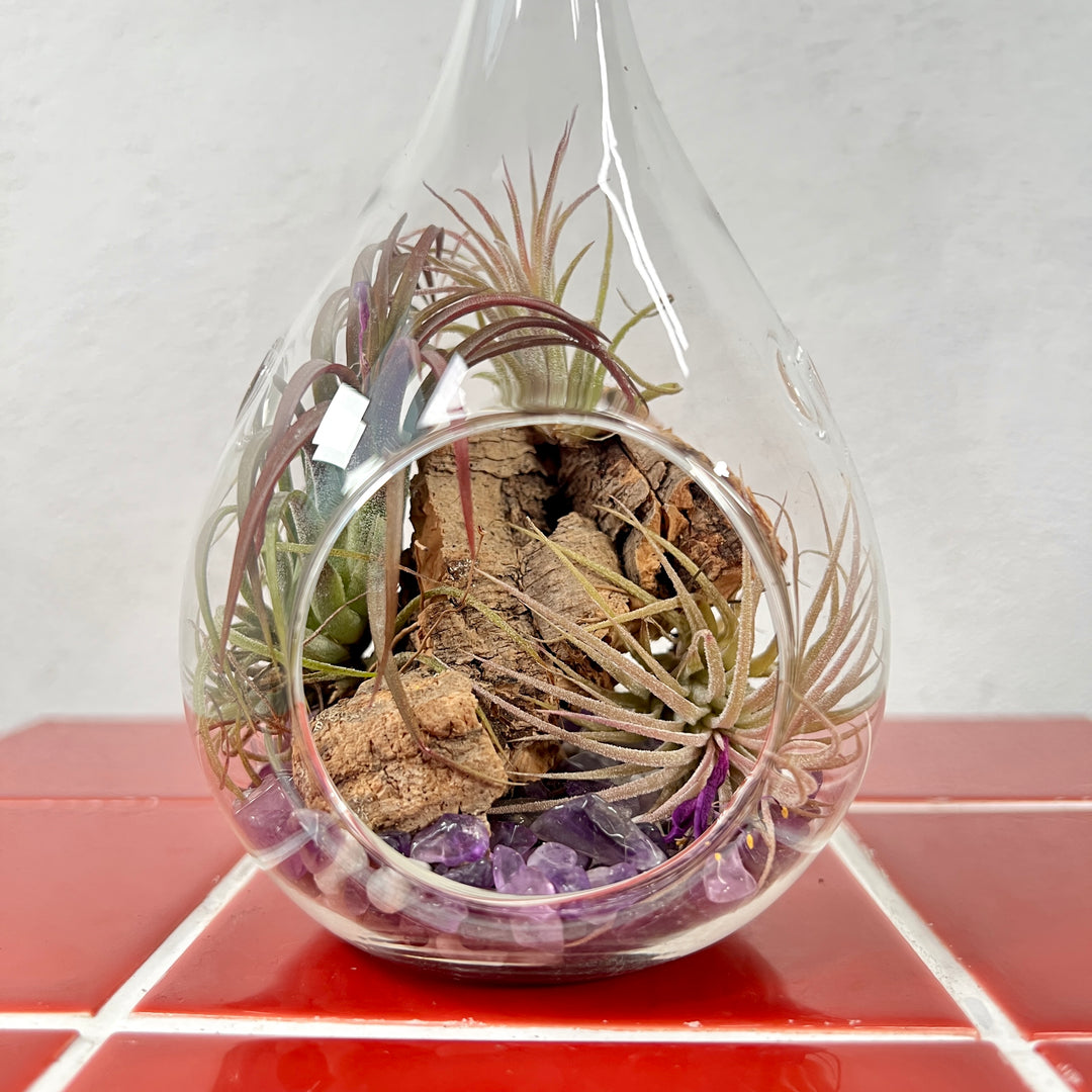 Plant.Studio Glass Bauble Airplant Terrarium - Teardrop