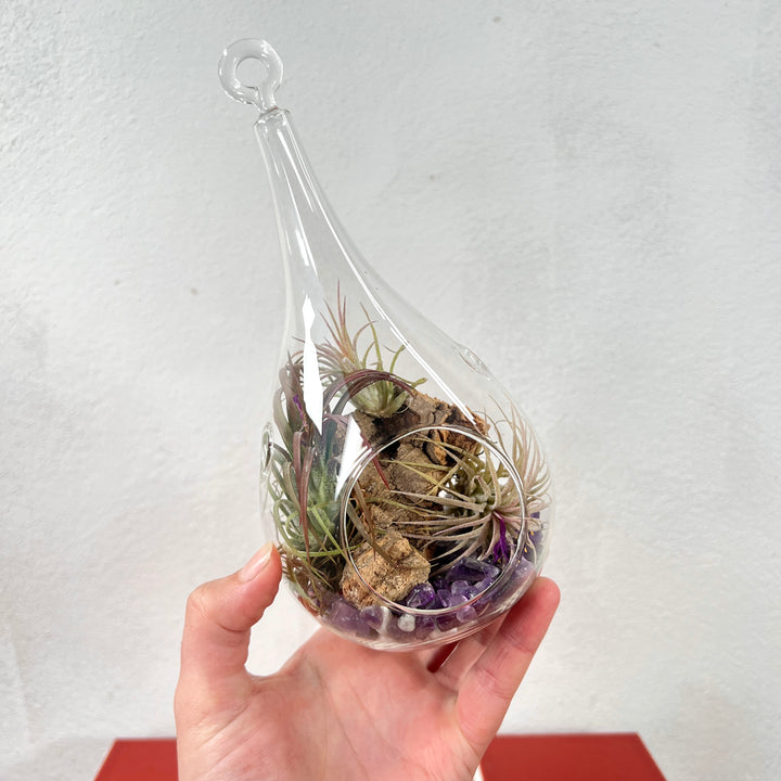 Plant.Studio Glass Bauble Airplant Terrarium - Teardrop