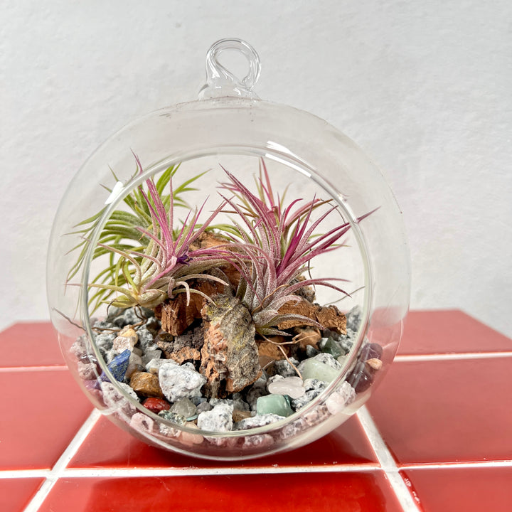 Plant.Studio Glass Bauble Airplant Terrarium - Large