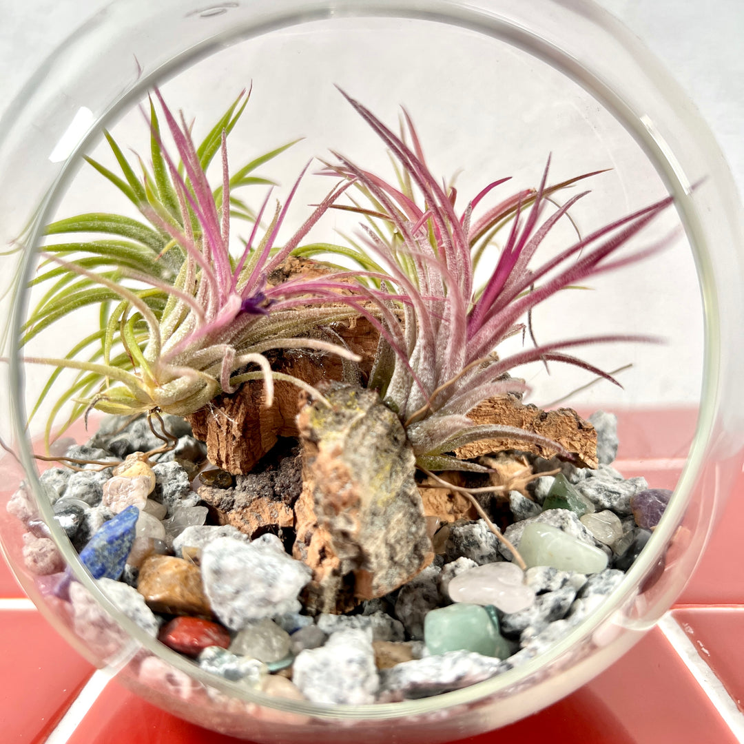 Plant.Studio Glass Bauble Airplant Terrarium - Large