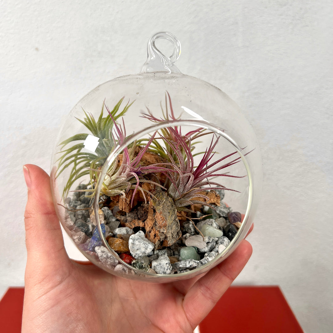Plant.Studio Glass Bauble Airplant Terrarium - Large