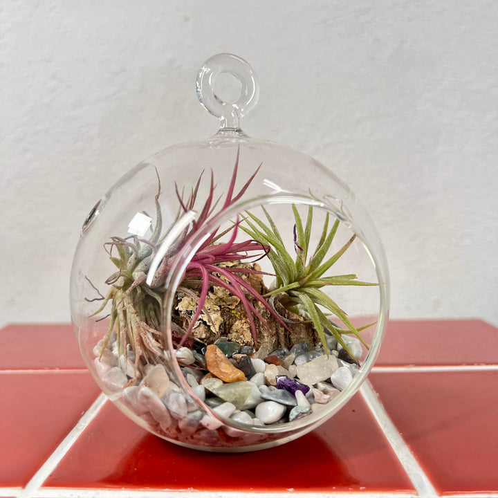 Plant.Studio Glass Bauble Airplant Terrarium - Medium