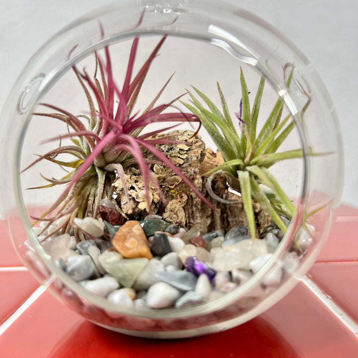Plant.Studio Glass Bauble Airplant Terrarium - Medium