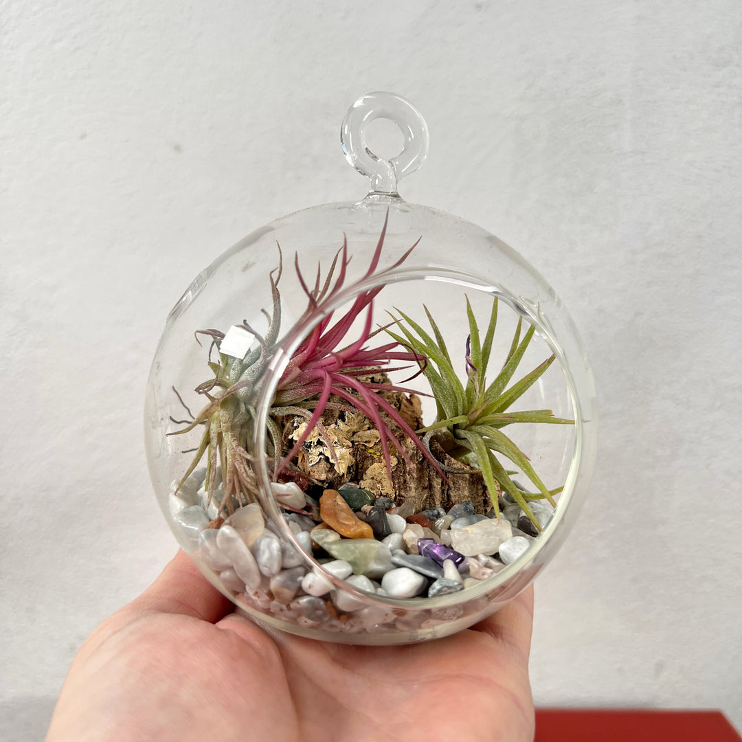 Plant.Studio Glass Bauble Airplant Terrarium - Medium