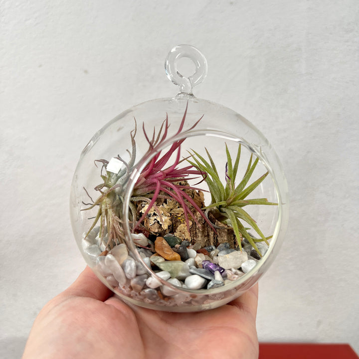 Plant.Studio Glass Bauble Airplant Terrarium - Medium