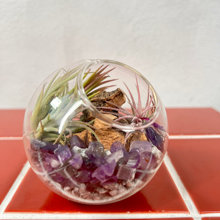 Plant.Studio Glass Bauble Airplant Terrarium - Small