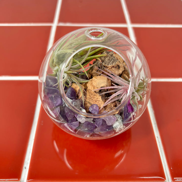 Plant.Studio Glass Bauble Airplant Terrarium - Small