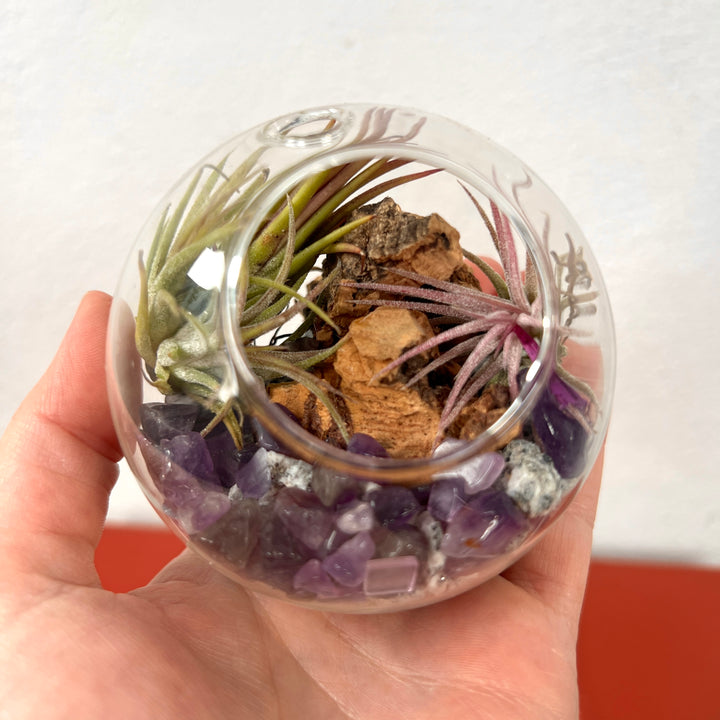 Plant.Studio Glass Bauble Airplant Terrarium - Small
