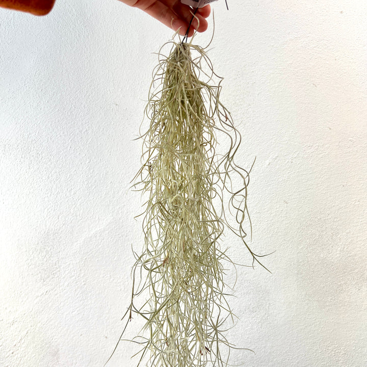 Tillandsia usneoides – Spanish Moss Air Plant