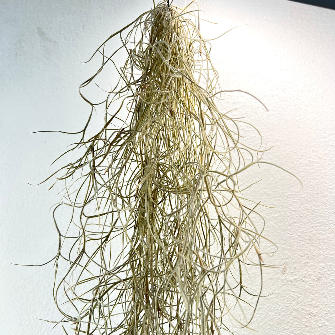 Tillandsia usneoides – Spanish Moss Air Plant