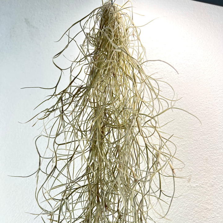 Tillandsia usneoides – Spanish Moss Air Plant