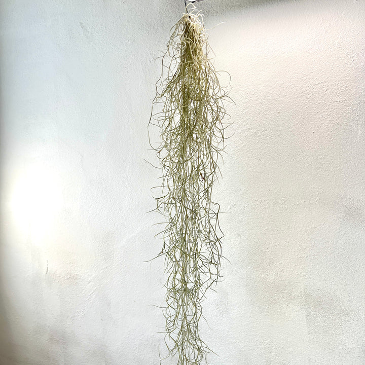 Tillandsia usneoides – Spanish Moss Air Plant