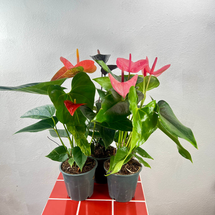Anthurium lucky dip – Flamingo Flower / Laceleaf