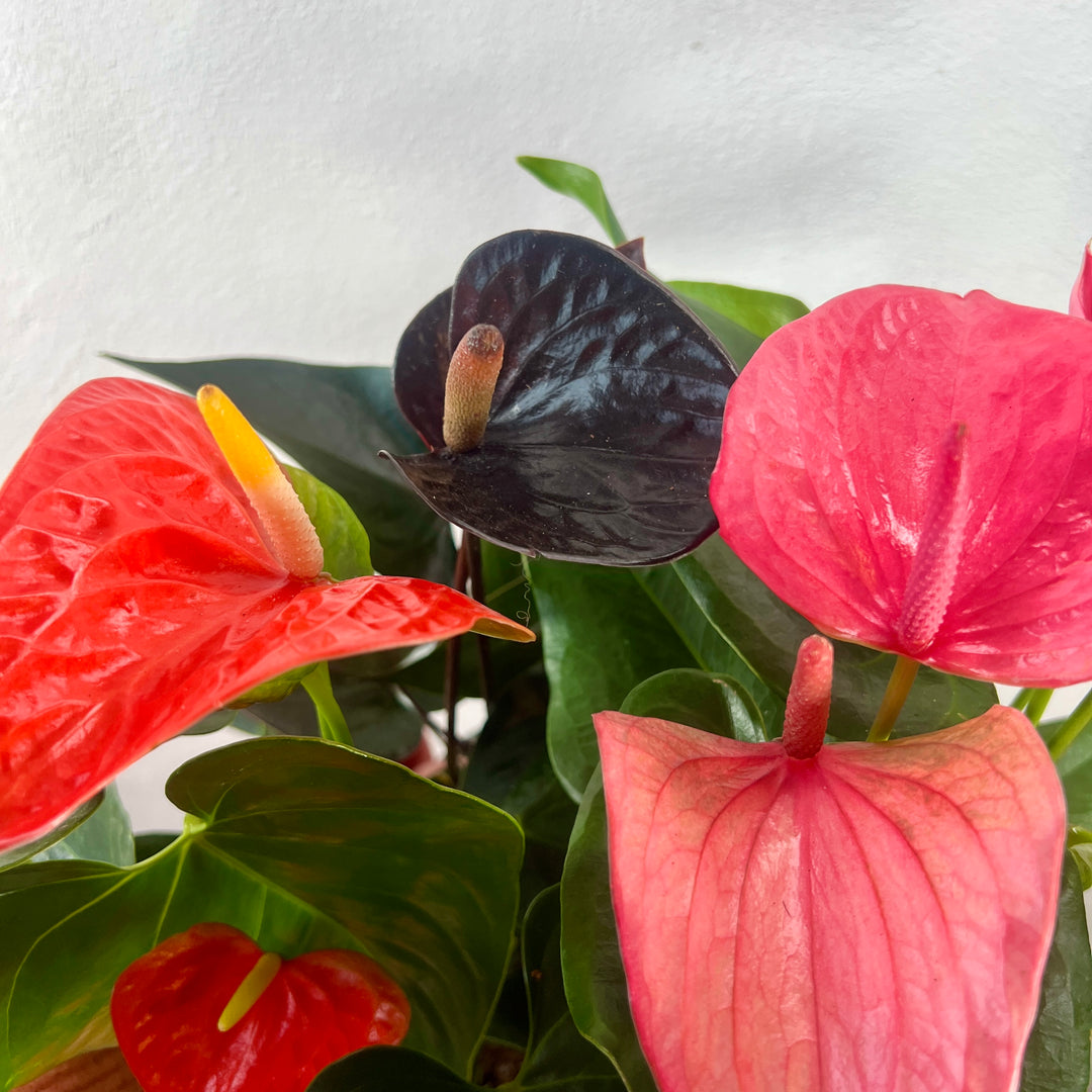 Anthurium lucky dip – Flamingo Flower / Laceleaf