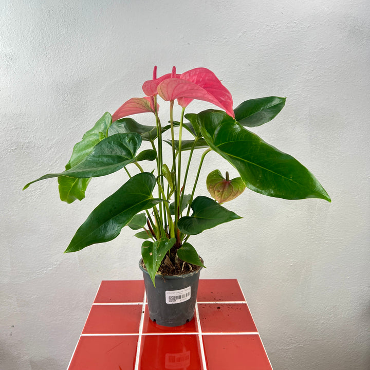 Anthurium lucky dip – Flamingo Flower / Laceleaf