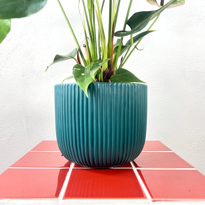 The Sophisticated Colour Pop Combo