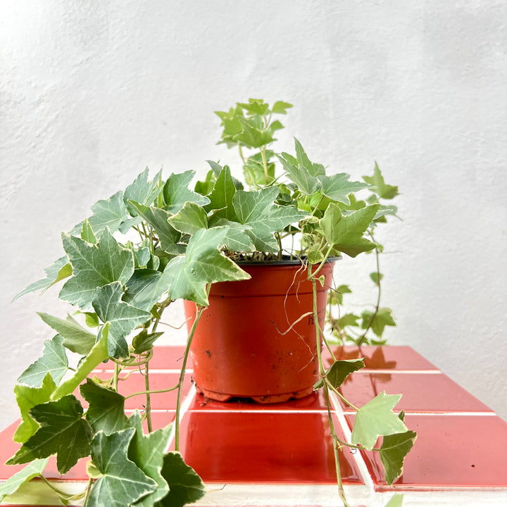 Hedera helix ‘Esther’ – Variegated English Ivy