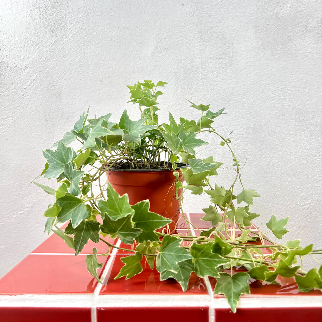 Hedera helix ‘Esther’ – Variegated English Ivy