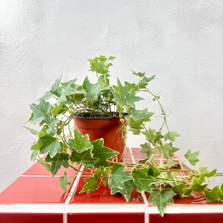 Hedera helix ‘Esther’ – Variegated English Ivy