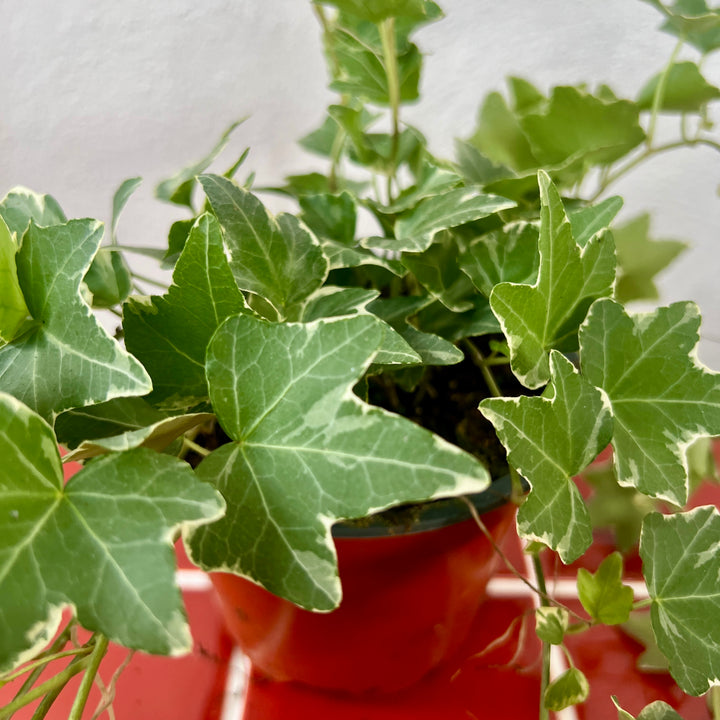 Hedera helix ‘Esther’ – Variegated English Ivy