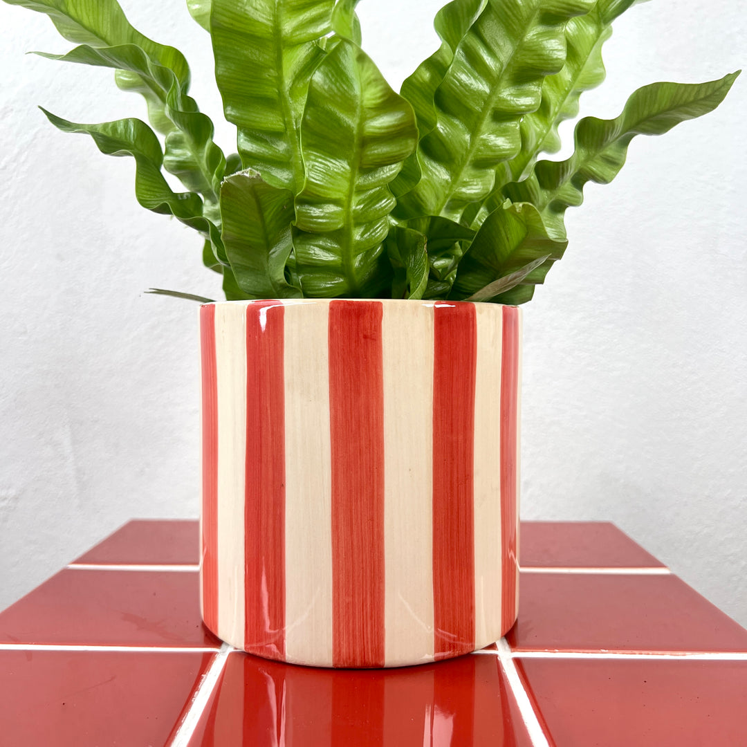 The Sugar Candy Combo