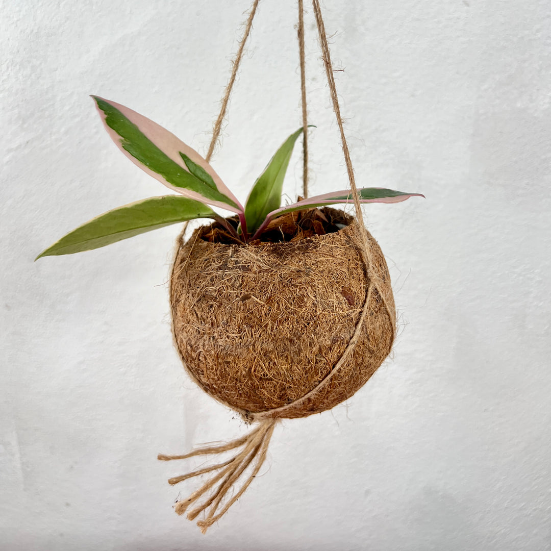 Hoya carnosa Kokodama – Wax Plant