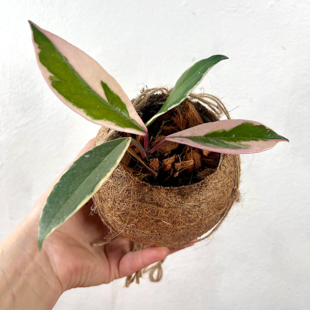 Hoya carnosa Kokodama – Wax Plant