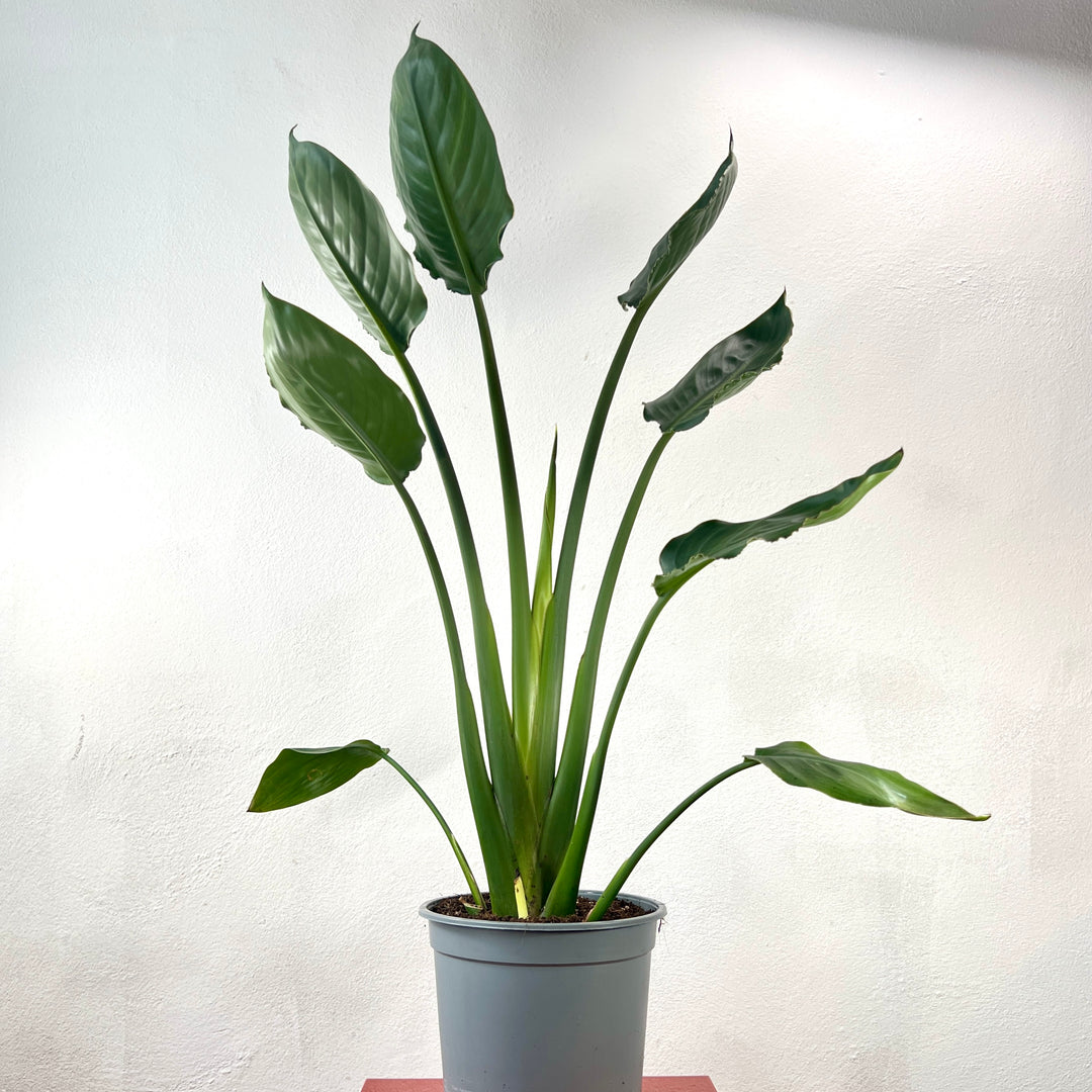 Strelitzia reginae – Bird of Paradise