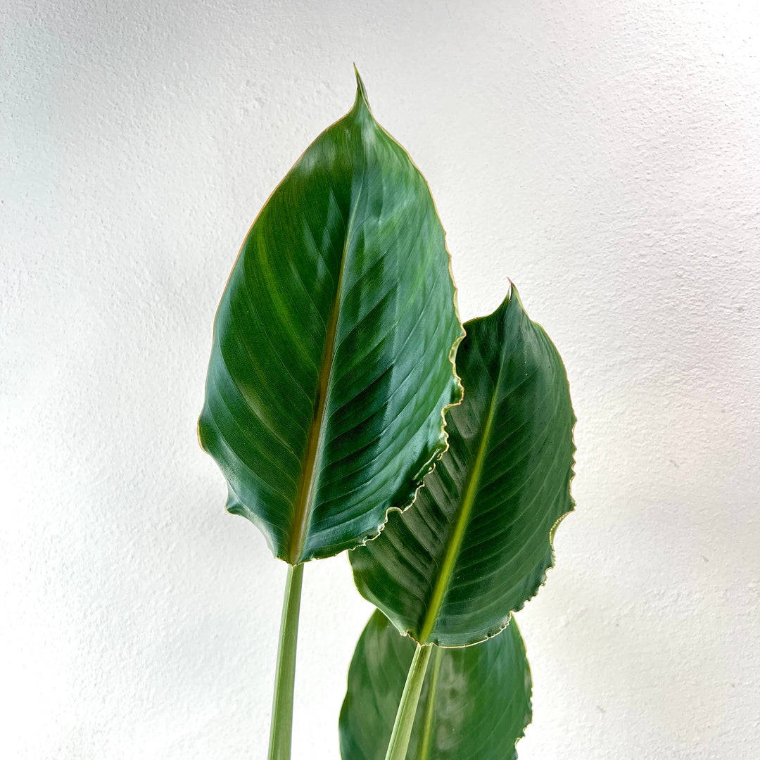 Strelitzia reginae – Bird of Paradise