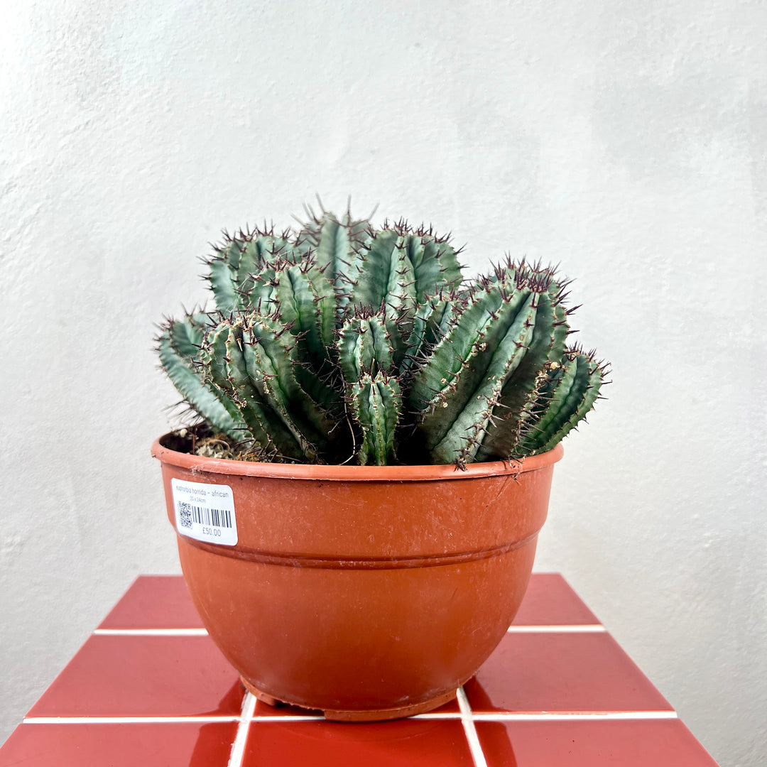 Euphorbia horrida – African Milk Barrel