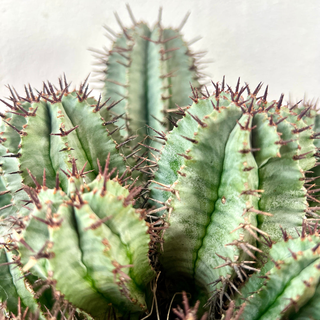 Euphorbia horrida – African Milk Barrel