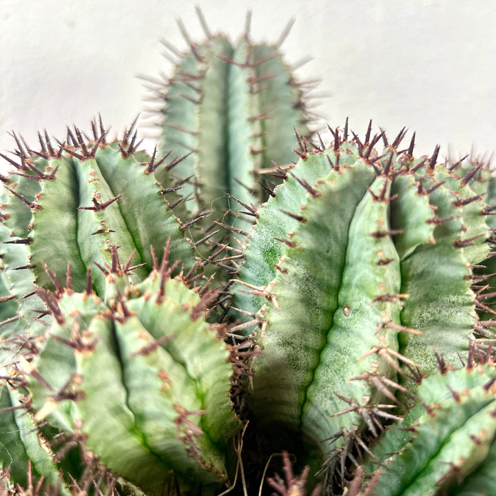 Euphorbia horrida – African Milk Barrel
