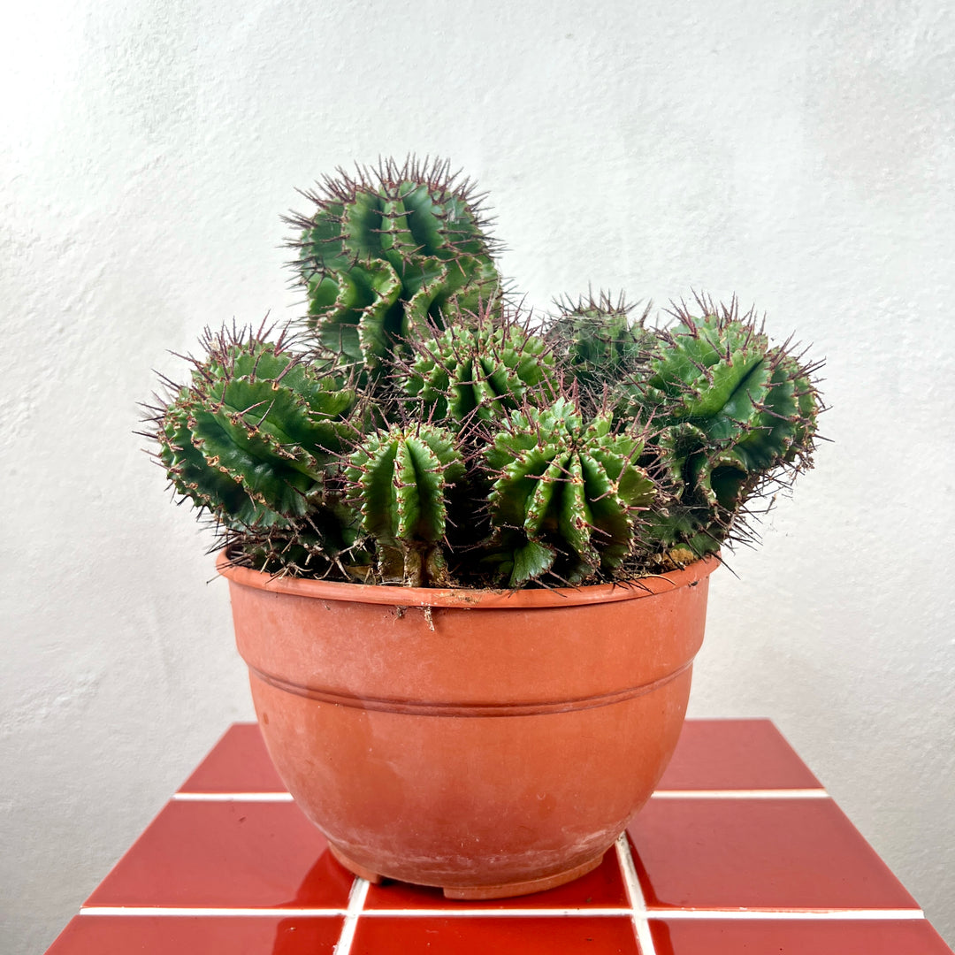 Euphorbia horrida – African Milk Barrel