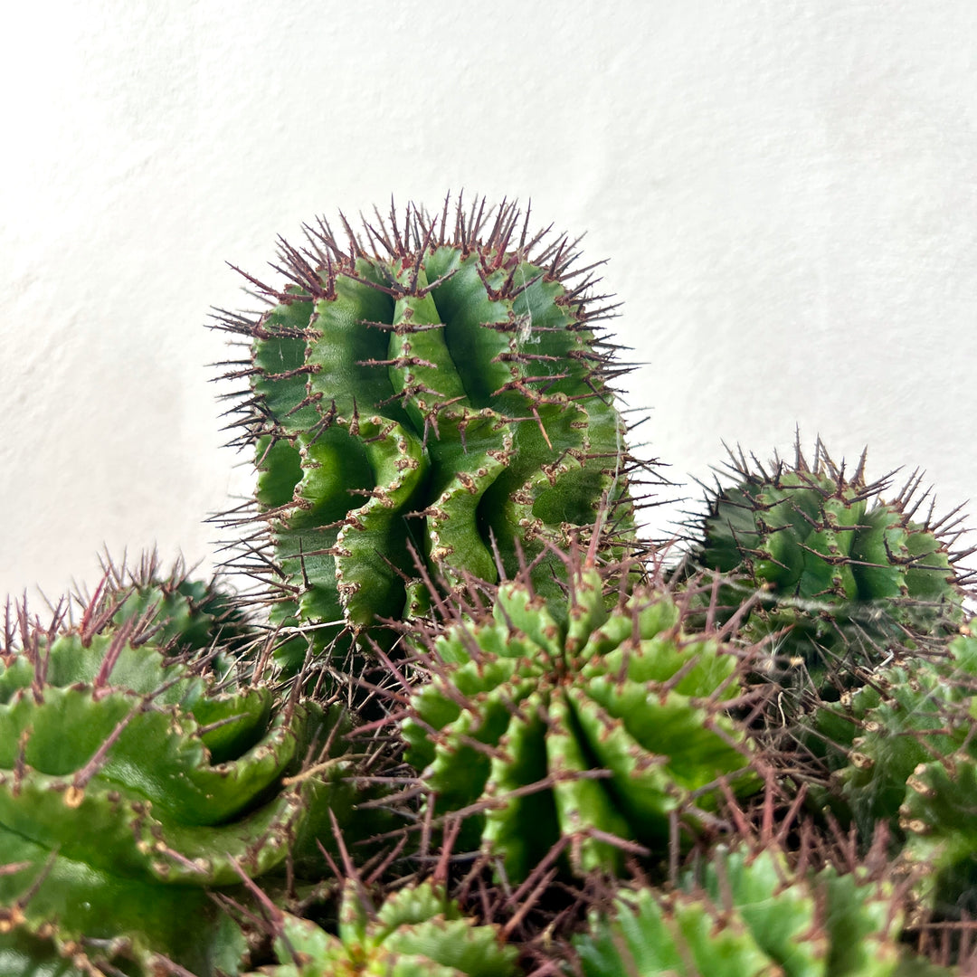 Euphorbia horrida – African Milk Barrel