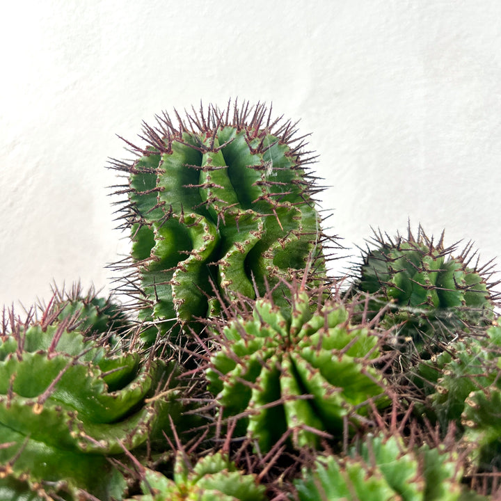 Euphorbia horrida – African Milk Barrel