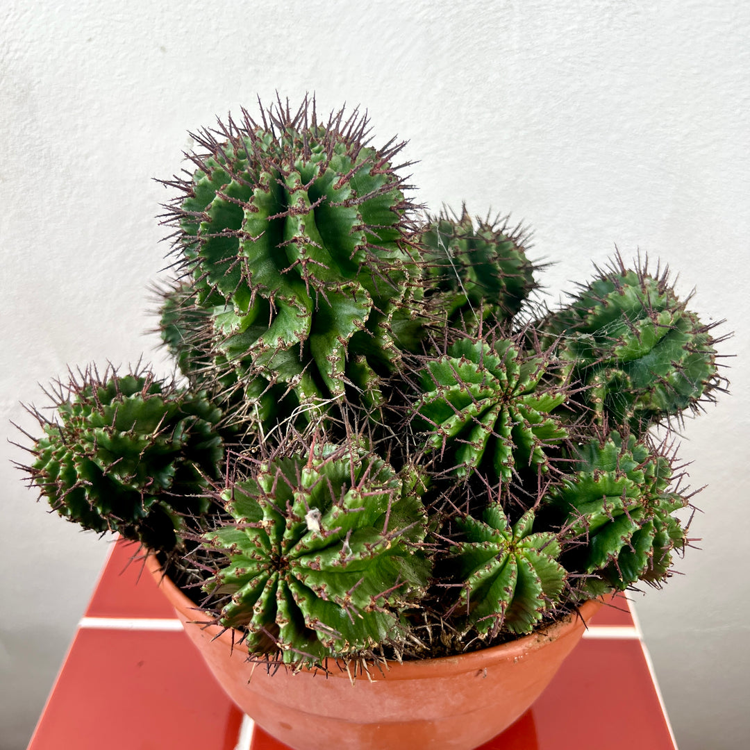 Euphorbia horrida – African Milk Barrel