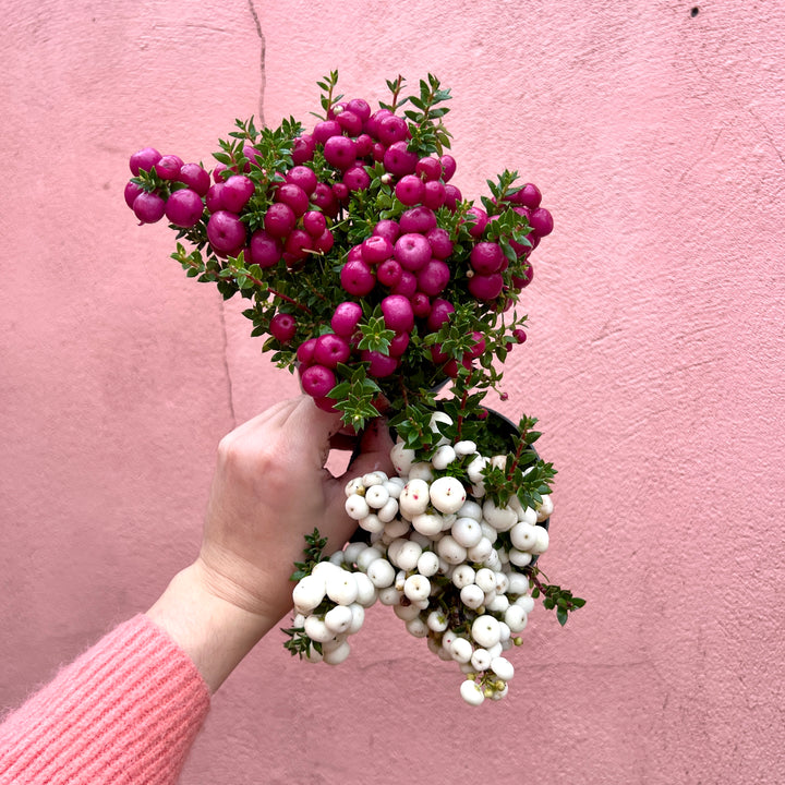 Pernettya (Lucky Dip) – Gaultheria mucronata / Prickly Heath