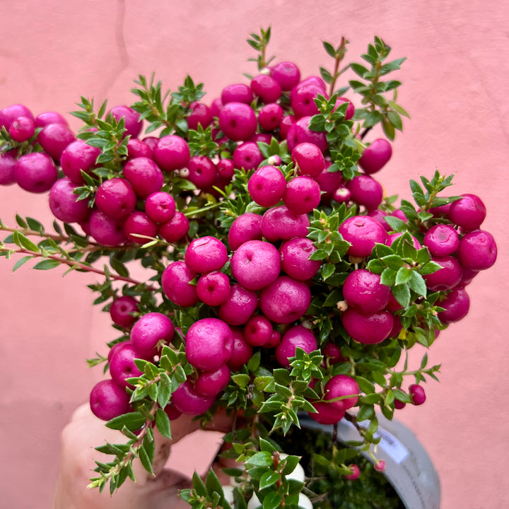 Pernettya (Lucky Dip) – Gaultheria mucronata / Prickly Heath