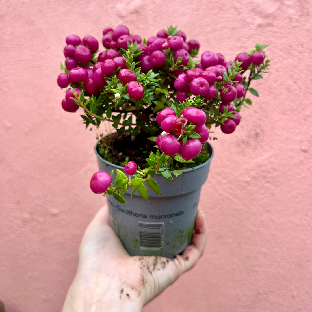 Pernettya (Lucky Dip) – Gaultheria mucronata / Prickly Heath