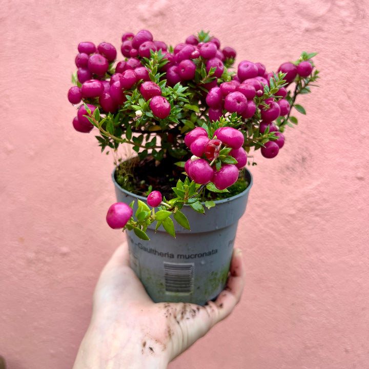 Pernettya (Lucky Dip) – Gaultheria mucronata / Prickly Heath