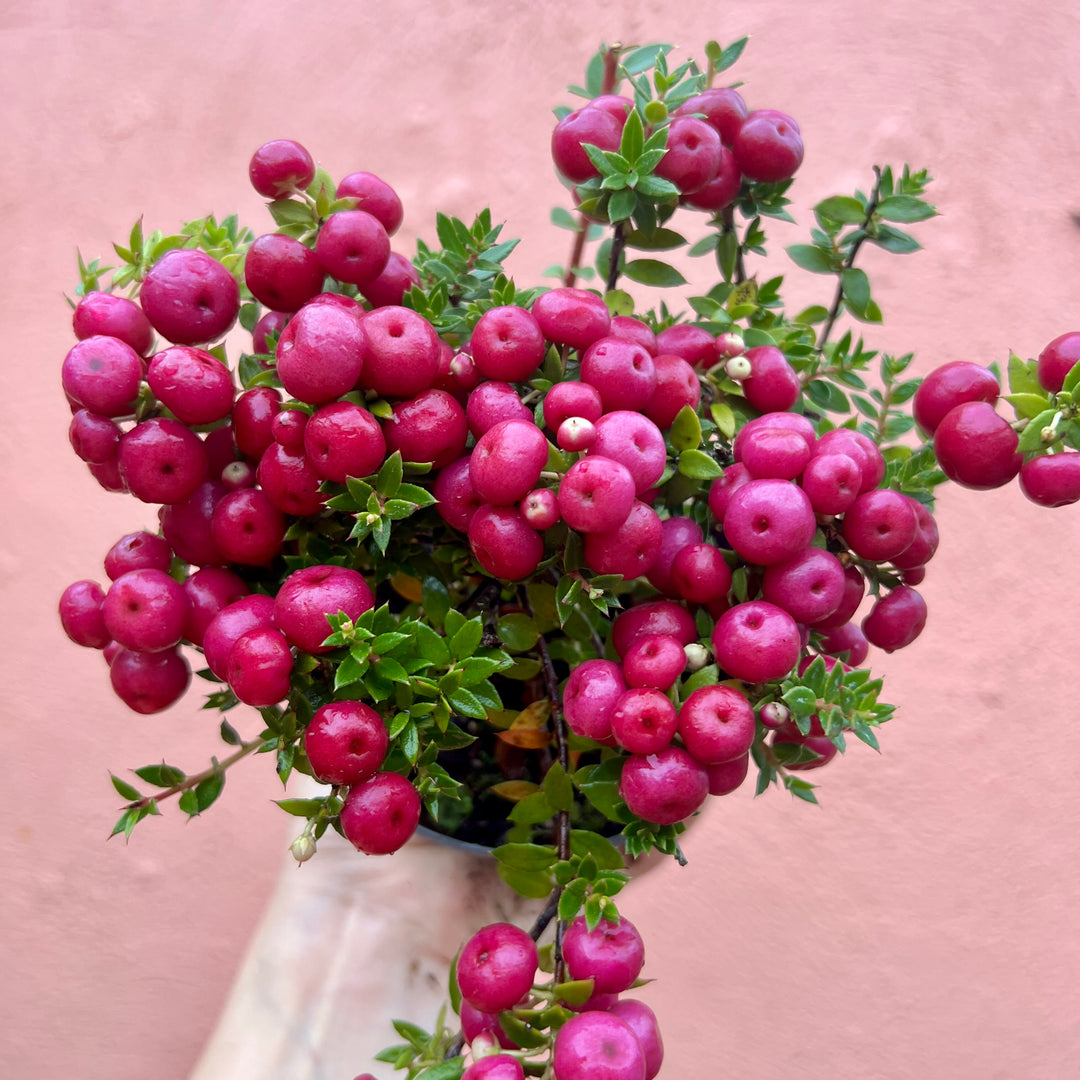 Pernettya (Lucky Dip) – Gaultheria mucronata / Prickly Heath