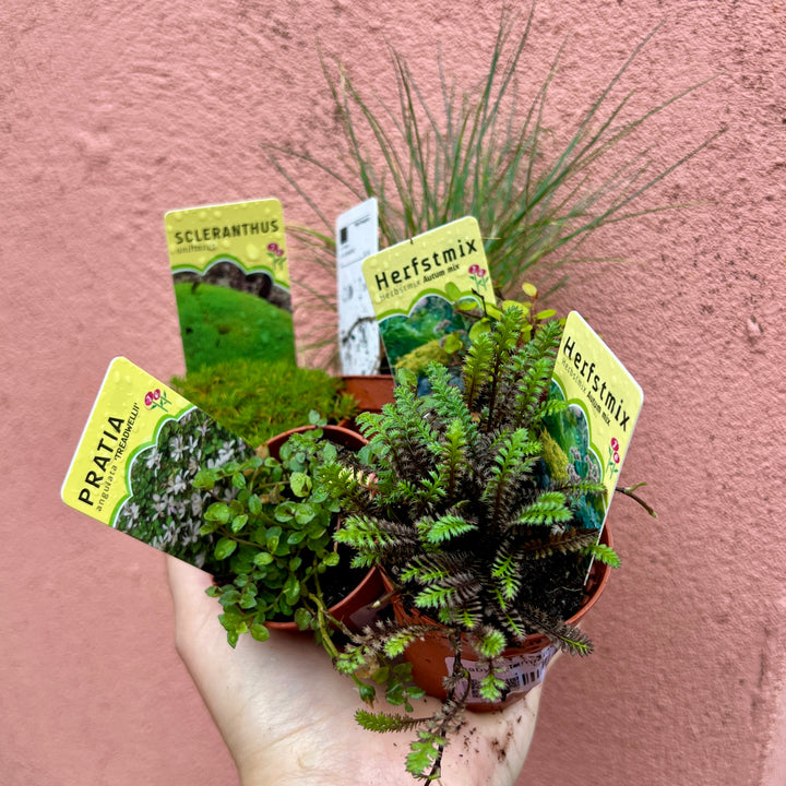 Baby Autumn Interest Plants Lucky Dip – Seasonal Colour & Texture Mix4234