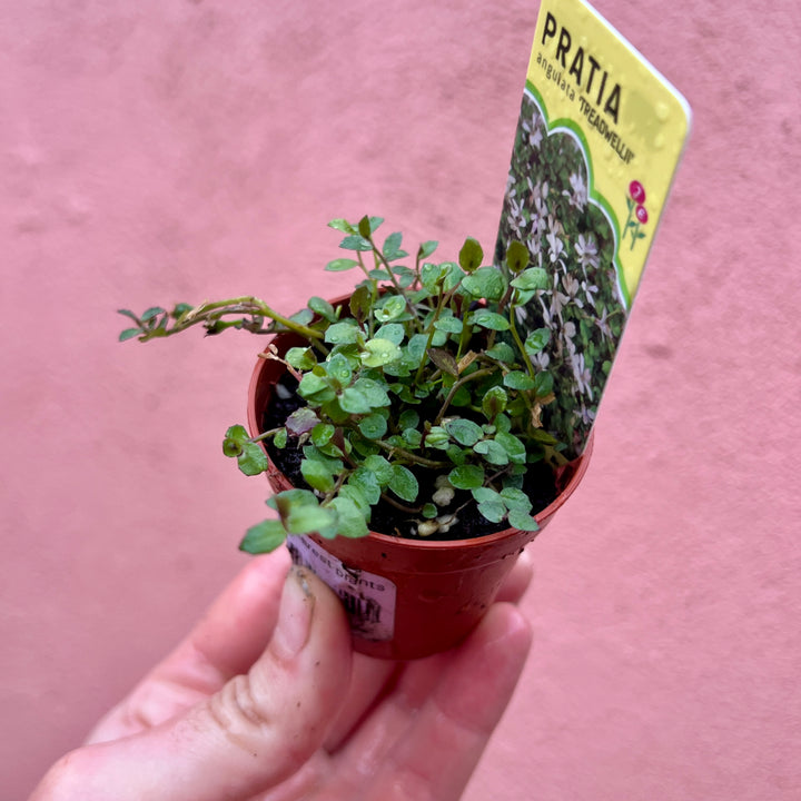 Baby Autumn Interest Plants Lucky Dip – Seasonal Colour & Texture Mix4234