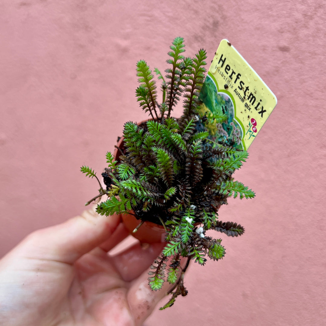 Baby Autumn Interest Plants Lucky Dip – Seasonal Colour & Texture Mix4234