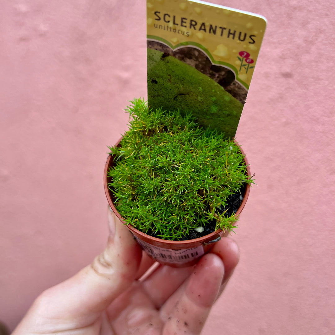 Baby Autumn Interest Plants Lucky Dip – Seasonal Colour & Texture Mix4234