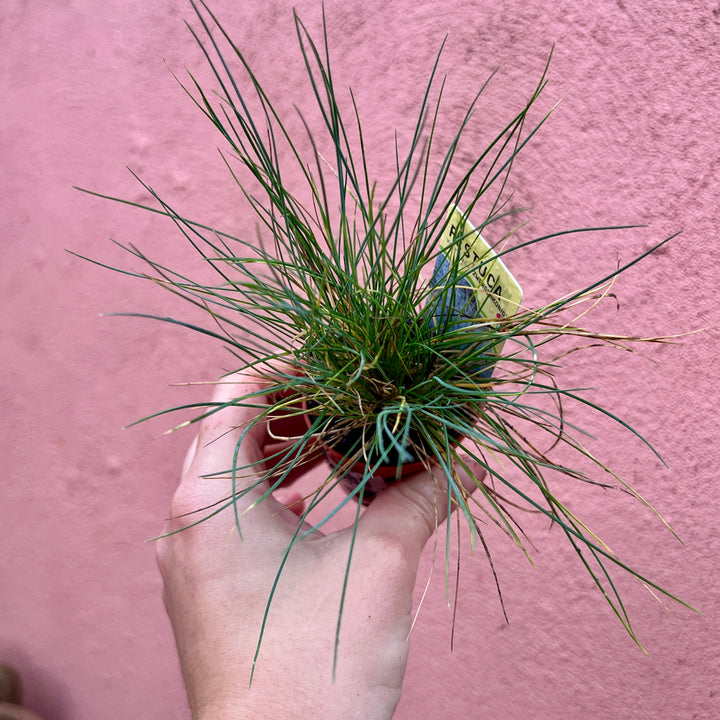 Baby Autumn Interest Plants Lucky Dip – Seasonal Colour & Texture Mix4234