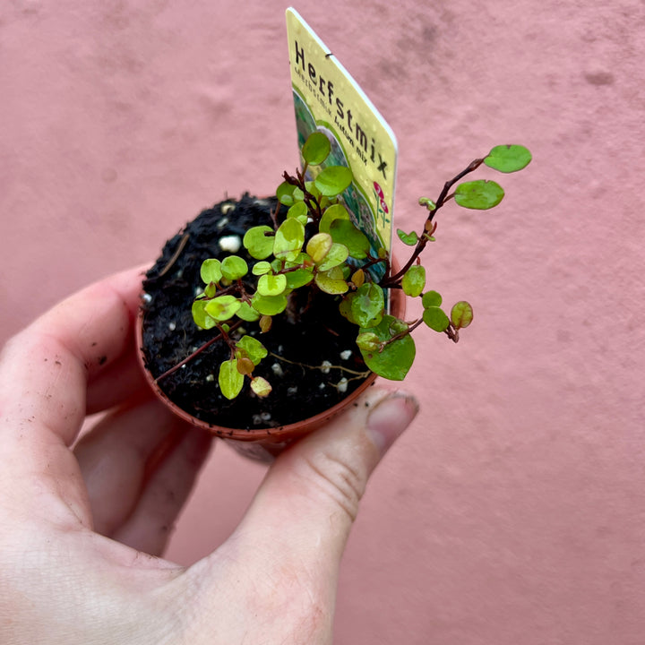 Baby Autumn Interest Plants Lucky Dip – Seasonal Colour & Texture Mix4234